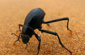 Onymacris-unguicularis