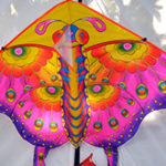 Passionate about Patang
