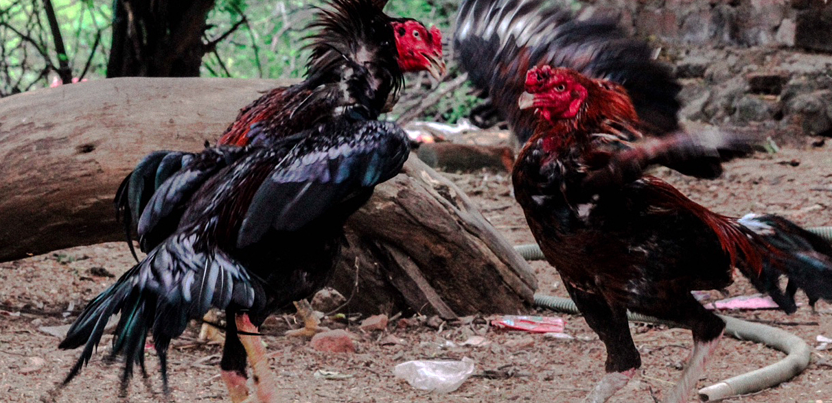 Cock Fighting In Tamilnadu Cock Fighting In Tamilnadu