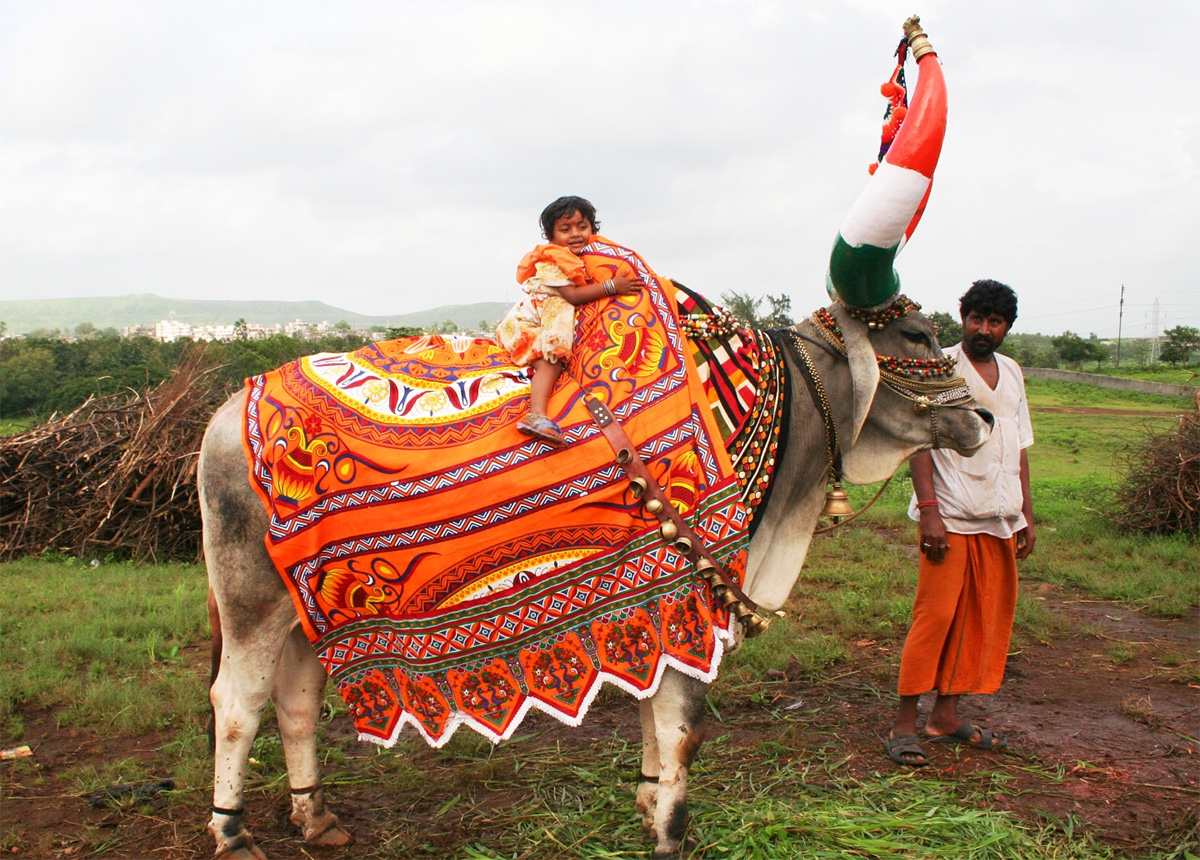 Bail Pola A Festival To Show Gratitude To Hard Working Bulls Bail Pola A Festival To Show Gratitude To Hard Working Bulls