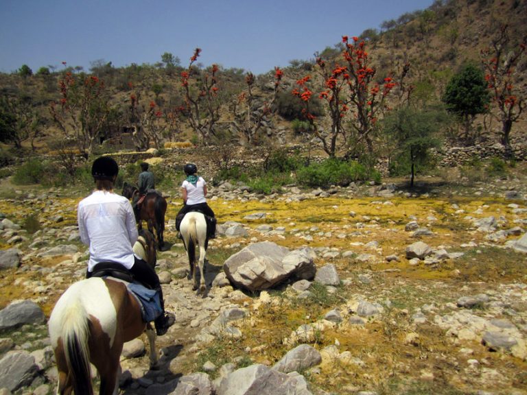 Saddle Up! Best Places to Go Horseback Riding in India!