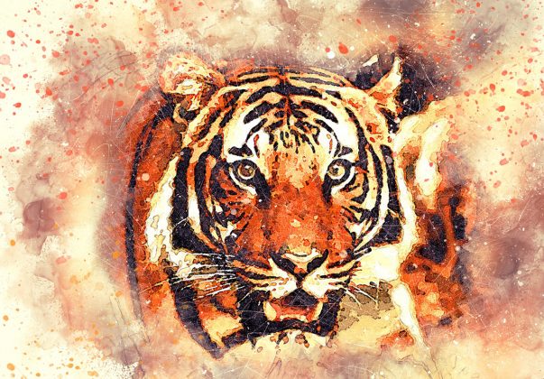 Tigers - The National Animal of India