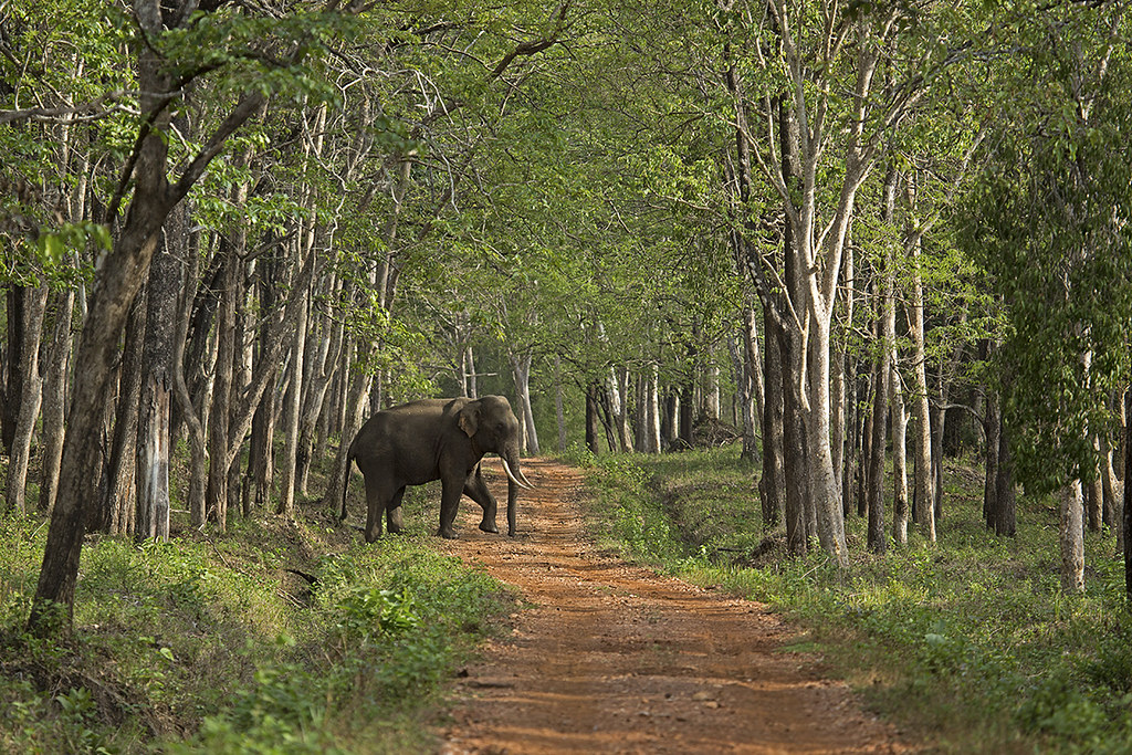 Wildlife Sanctuaries in Karnataka that you Must-Visit!