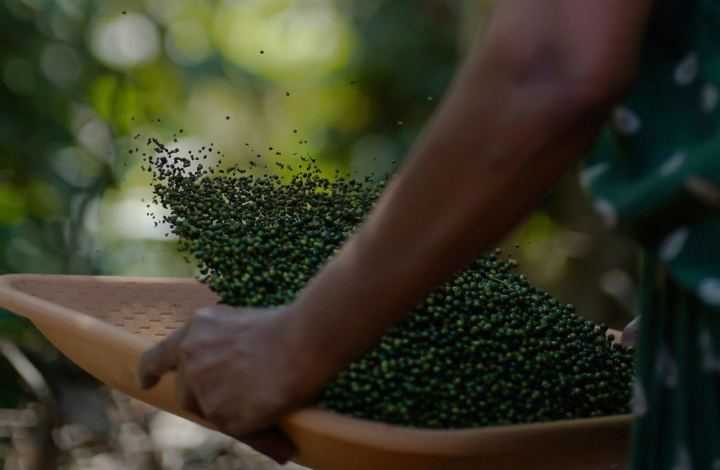 The Flavorful Spices of Kerala Spreading the Aromas of Malabar