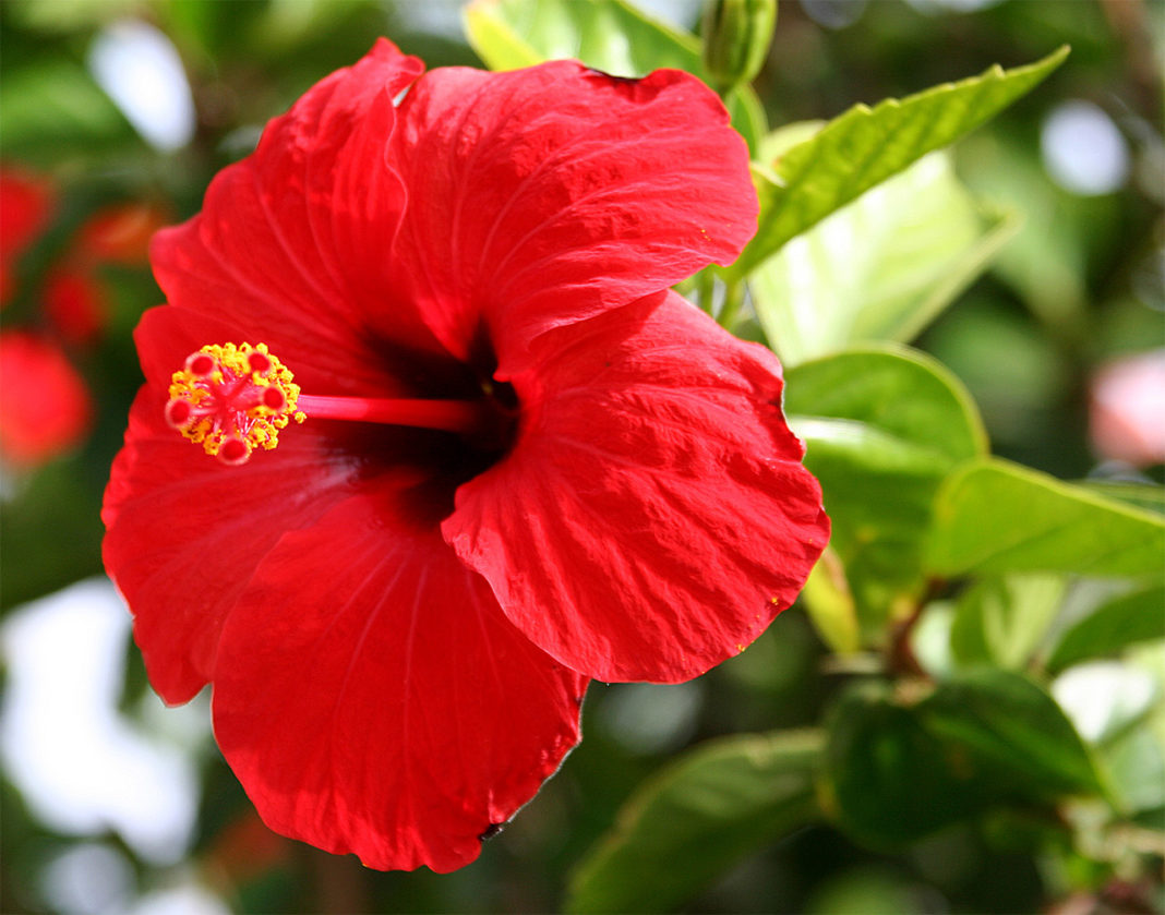 The Importance of Flowers in Indian Culture and Tradition