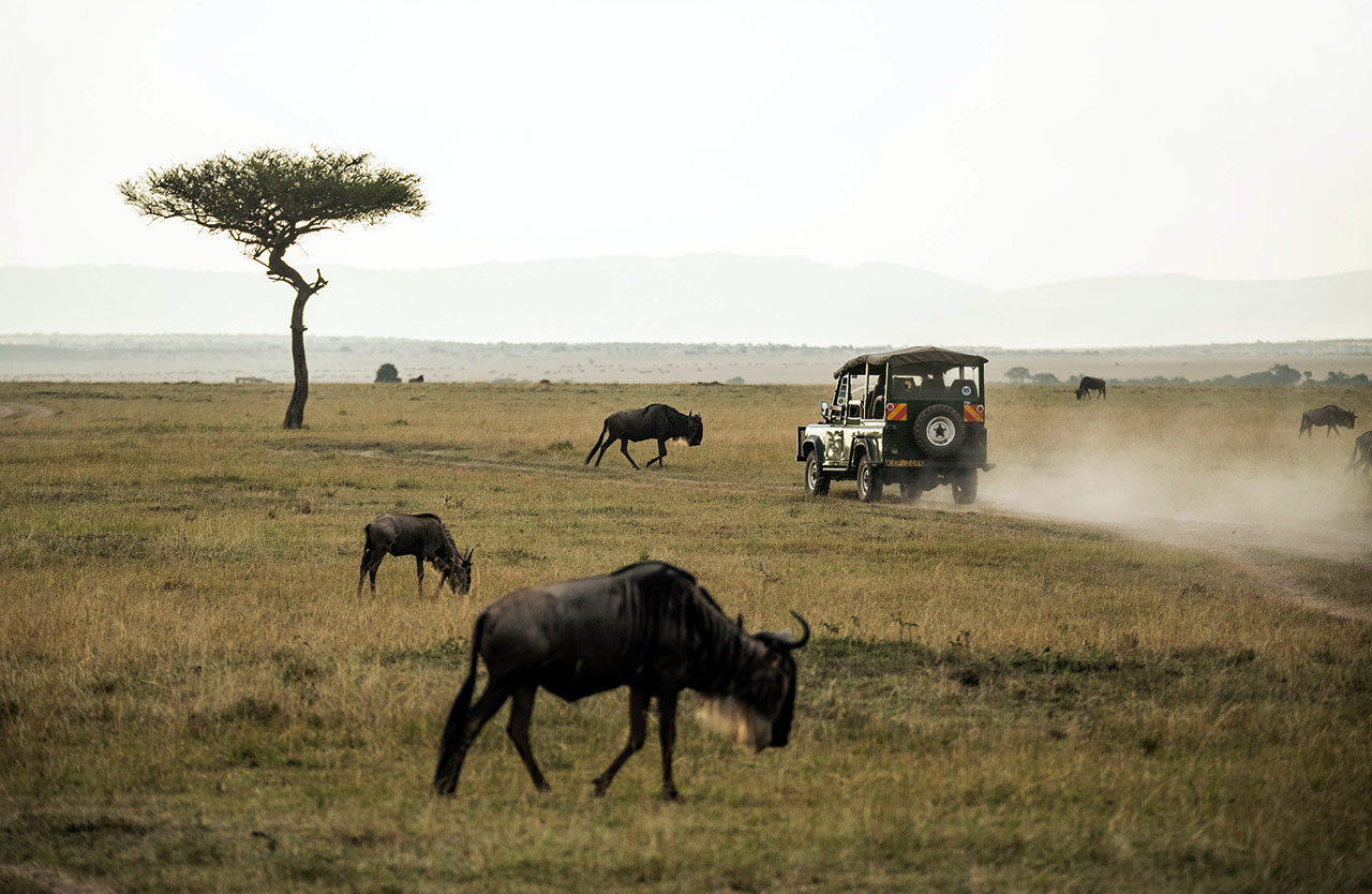 What Is The Average Cost of A Safari In Tanzania?