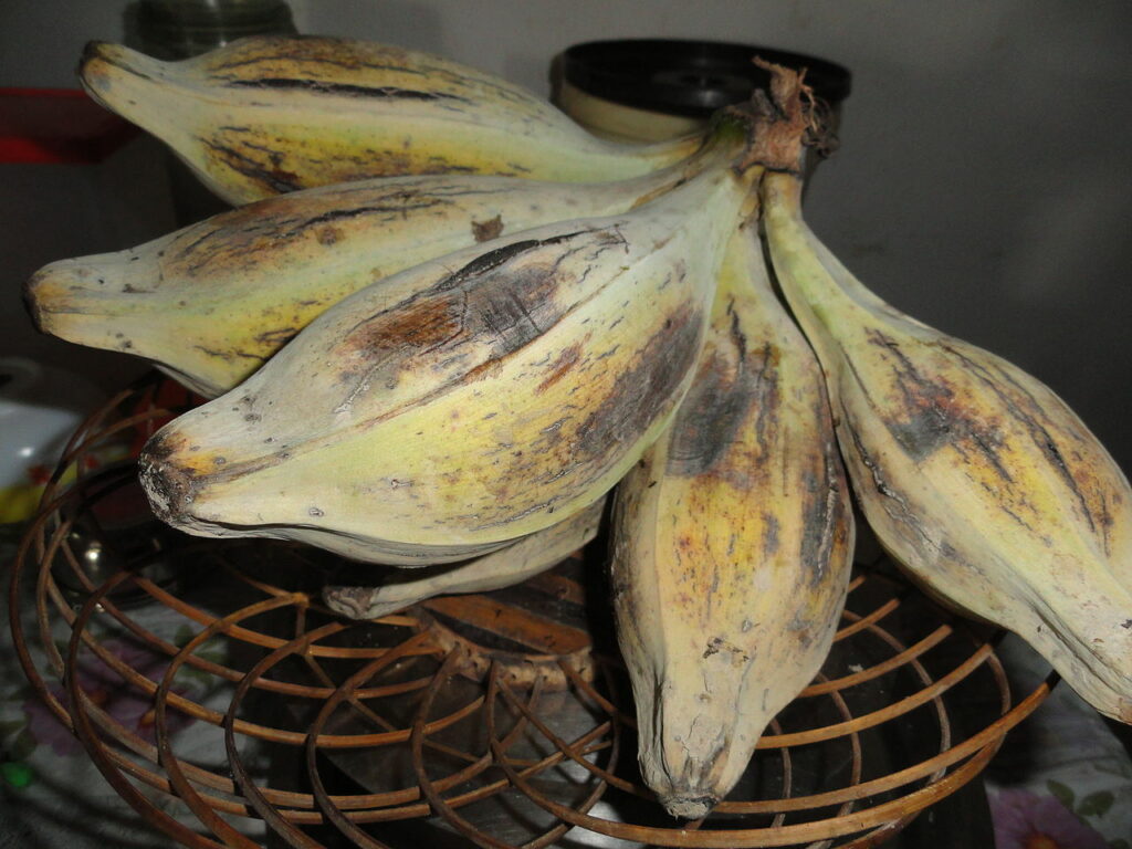 Important Types of Bananas in India