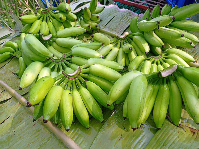 Important Types of Bananas in India