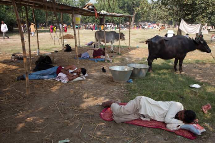 Sonepur Cattle Fair: A Celebration of Tradition and Trade